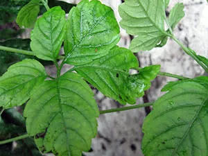 Растение гиностемма – выращивание в саду