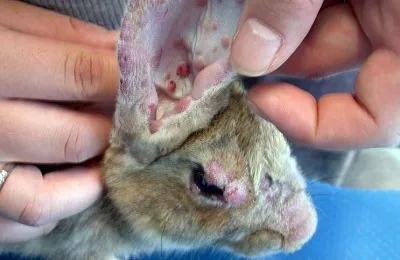 Дезинфекция клеток для кроликов
