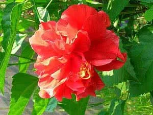 Кибискус китайский или Китайская Роза