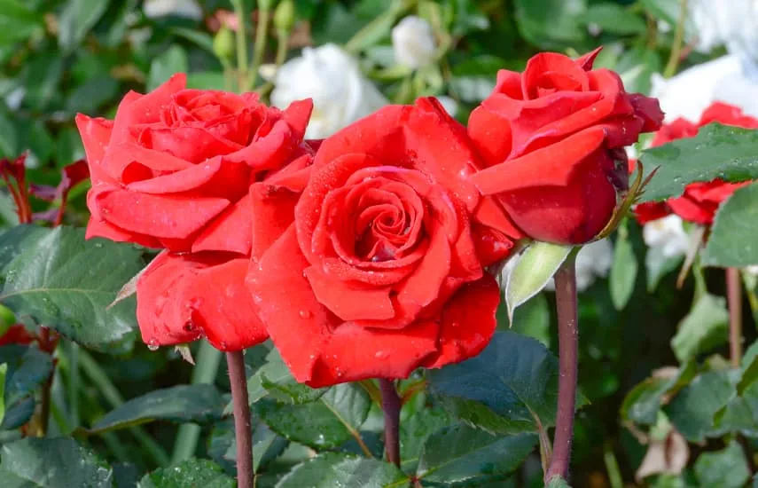 Самые красивые красные розы: ТОП-10 ...