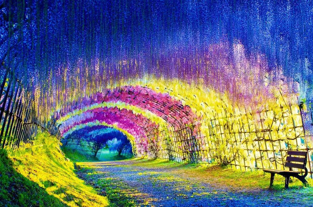 Цветочный туннель Вистерия