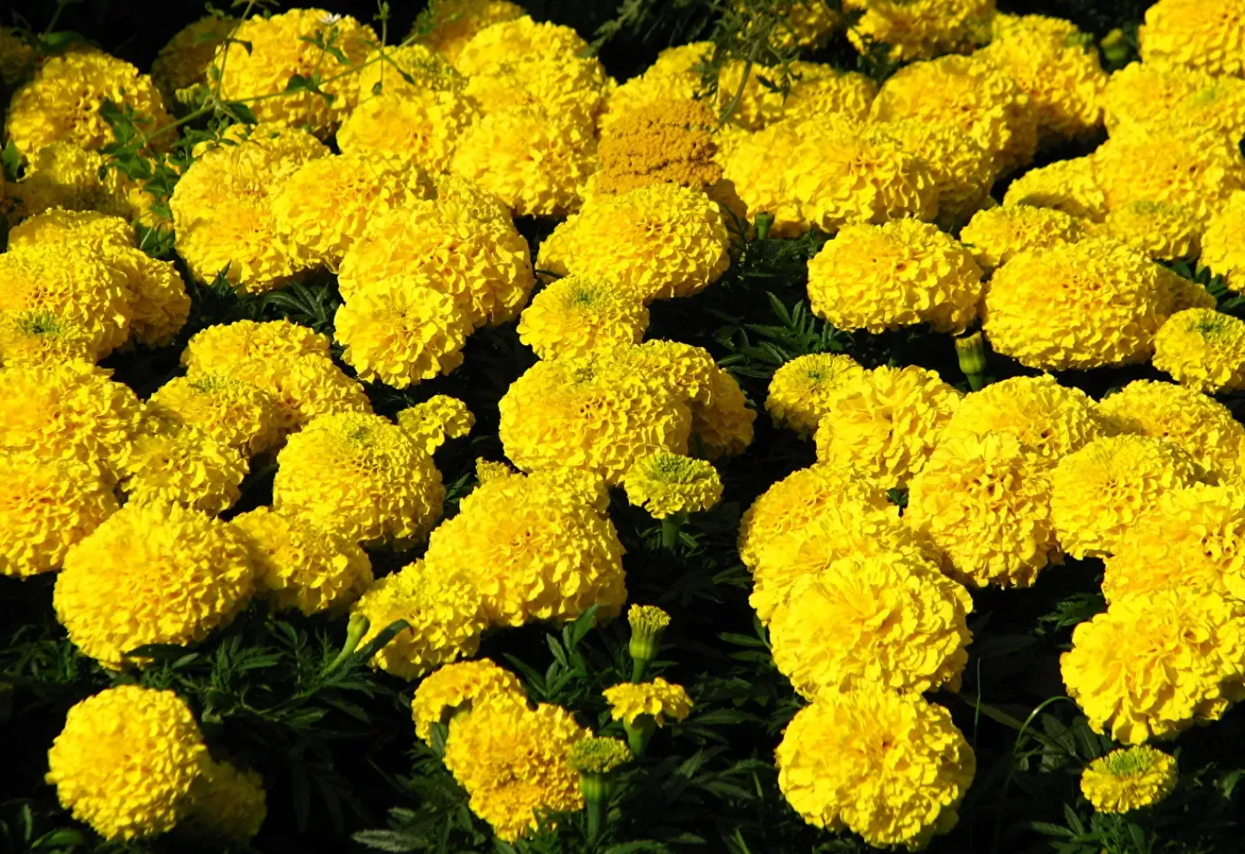Желтые цветы: самые красивые садовые многолетники и однолетники
