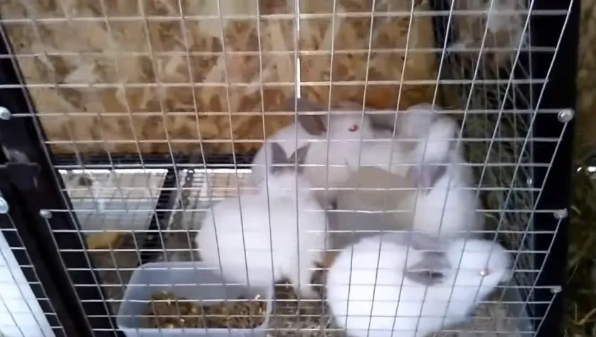 Можно заселять кроликов
