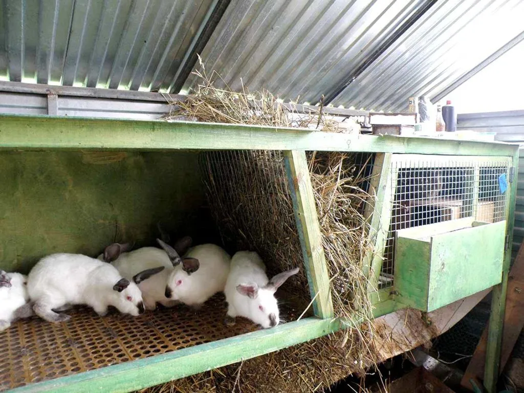 Защитить поголовье кроликов от болезней поможет своевременная дезинфекция